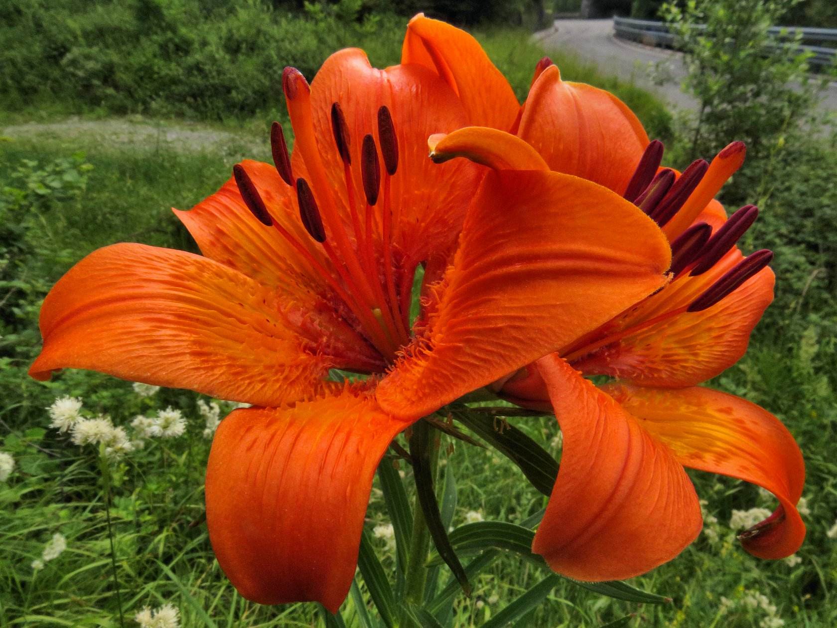 Lilium bulbiferum - Giglio di San Giovanni